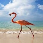 image of bird