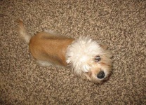 image of dandie_dinmont