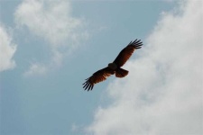 image of animal