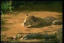 image of animal