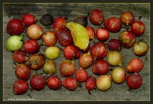 image of fig