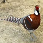 image of bird