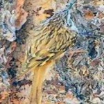 image of bird