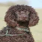 image of irish_spaniel #31