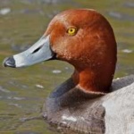 image of bird