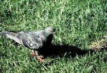 image of pigeon