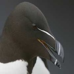 image of bird
