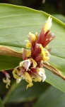 image of flower