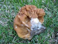 image of gyromitra