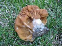 image of gyromitra #16