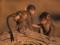 image of baboon