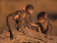 image of baboon #22