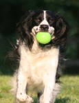 image of english_springer