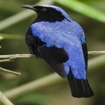 image of bird