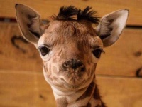 image of animal