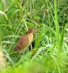 image of bittern