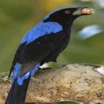 image of bird
