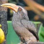 image of bird