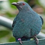 image of bird