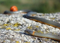 image of ringneck_snake #4