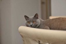 image of animal