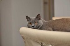 image of british_shorthair #2