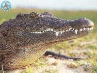 image of animal