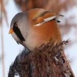 image of bird