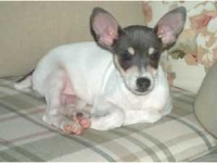 image of toy_terrier