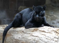 image of jaguar_car