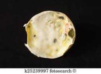 image of biological