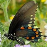 image of animal