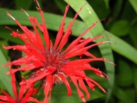 image of flower