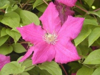 image of clematis #30