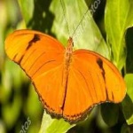 image of animal