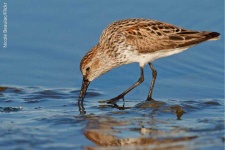 image of sandpiper #7