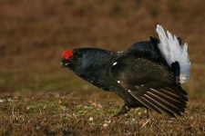 image of black_grouse