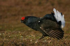 image of black_grouse #17