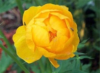 image of flower