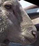 image of animal