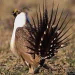 image of bird