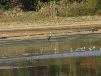 image of dowitcher