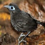 image of bird