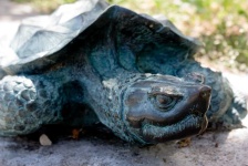 image of animal