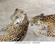 image of jaguar_car