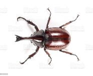 image of beetle #18