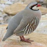 image of bird