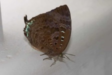image of lycaenid