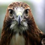 image of bird