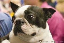 image of boston_bull